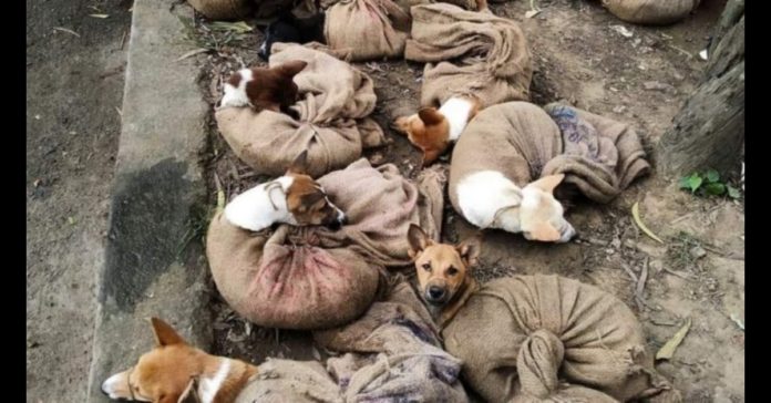 Nagaland HC: Revokes ban order on selling of Dog meat in the state