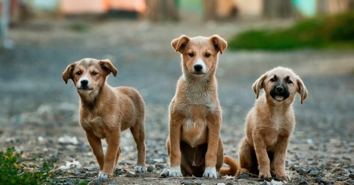 Delhi HC issues Guidelines for Feeding Street Dogs In Residential Colonies